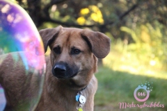 misterybubbles_00028