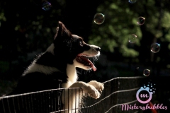 misterybubbles_00029