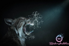 misterybubbles_00030